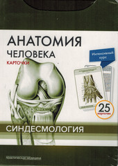 Анатомия человека. Синдесмология (25 карточек)