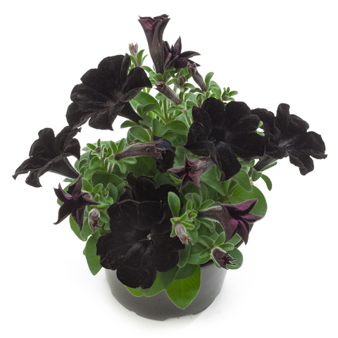 3214 Петуния CRAZYTUNIA BLACK MAMBA (ОСЕНЬ 2025)