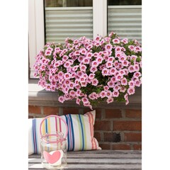 1909 Калибрахоа BLOOMTASTIC ROSE QUARTZ (ОСЕНЬ 2025)
