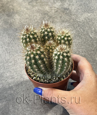 Пилозоцереус Гоунелли