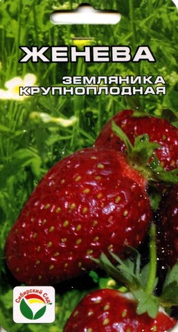 Семена Земляника Женева, крупноплодная