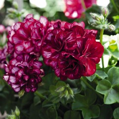 3103 Пеларгония плющелистная Atlantic Burgundy Blaze (Весна 2026)
