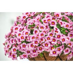 1909 Калибрахоа BLOOMTASTIC ROSE QUARTZ (ОСЕНЬ 2025)