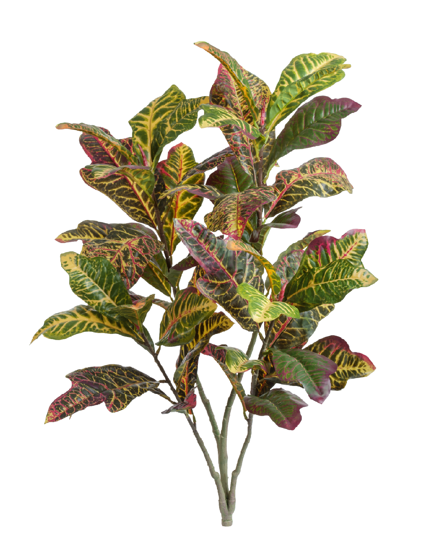 Кротон куст Большой зелёно-жёлто-розовый (Sensitive Botanic)