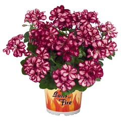 3103 Пеларгония плющелистная Atlantic Burgundy Blaze (Весна 2026)