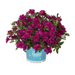 1905 Калибрахоа ALOHA DOUBLE PURPLE (ОСЕНЬ 2025)