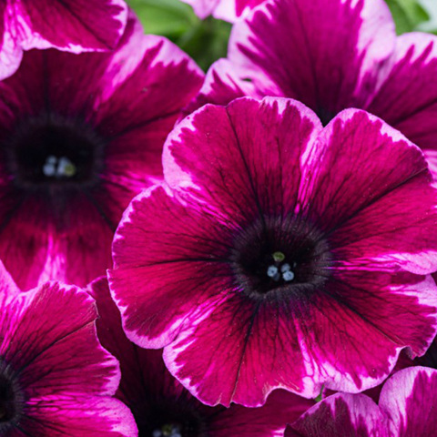 3290 Петуния CRAZYTUNIA ULTRA VIOLET (ОСЕНЬ 2025)
