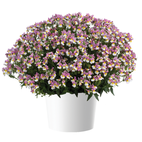 2627 Немезия MENOR DUAL VIOLET (ОСЕНЬ 2025)