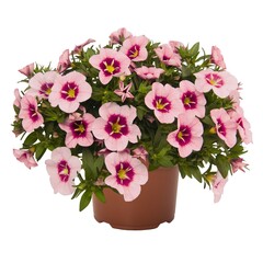 1909 Калибрахоа BLOOMTASTIC ROSE QUARTZ (ОСЕНЬ 2025)