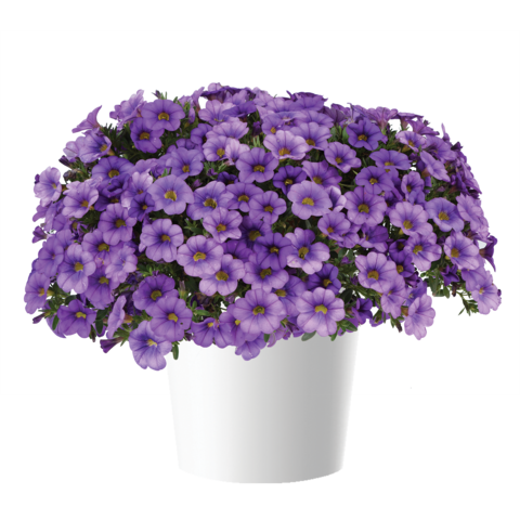 1988 Калибрахоа COLIBRI DARK LAVENDER (ОСЕНЬ 2025)