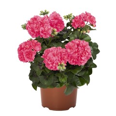 3106 Пеларгония плющелистная GREAT BALLS OF FIRE PINK (ОСЕНЬ 2025)