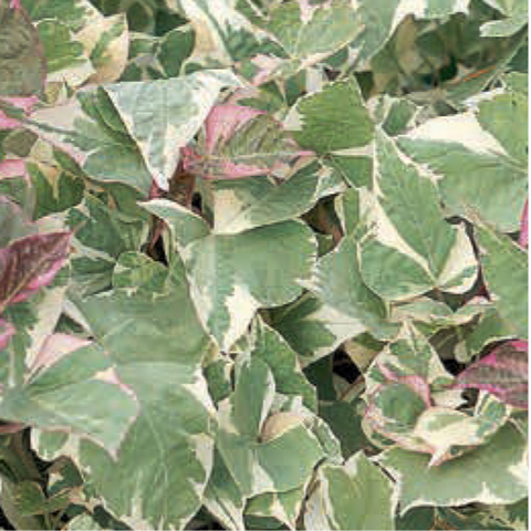 2505 Ипомея COLORED LEAFS (ОСЕНЬ 2025)