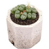 Суккулент Конофитум EnjoyPlants 465310