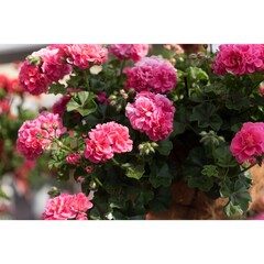 3106 Пеларгония плющелистная GREAT BALLS OF FIRE PINK (ОСЕНЬ 2025)