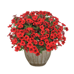 3246 Петуния SURFINIA TABLE DARK RED (ОСЕНЬ 2025)