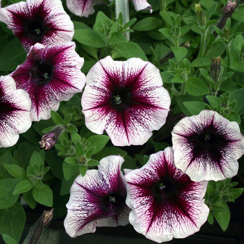 3221 Петуния FAMOUS VIOLET DARK EYE (Весна 2026)