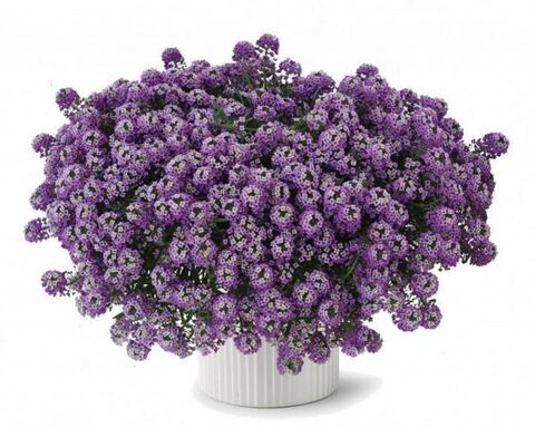 2405 Алиссум STREAM Lavender (Весна 2026)
