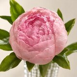 Пионы ручной работы из холодного фарфора — фото 2