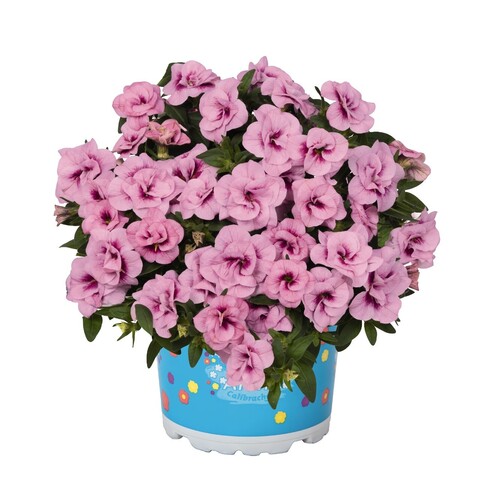 1906 Калибрахоа ALOHA DOUBLE SOFT PINK EYE (ОСЕНЬ 2025)