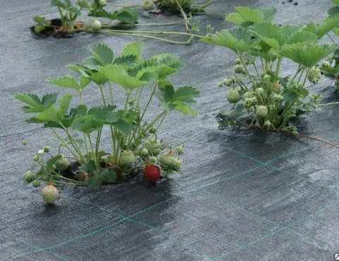 Агроткань застилочная Agrojutex 100 г/м² (Чехия)