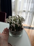 Подснежники из холодного фарфора ручной работы — фото 9