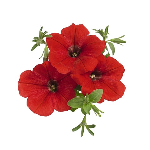 3256 Петуния SURPRISE RED (ОСЕНЬ 2025)