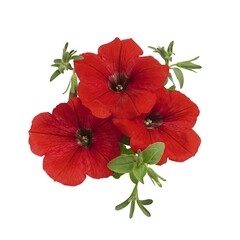 3256 Петуния SURPRISE RED (ОСЕНЬ 2025)
