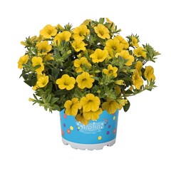 1907 Калибрахоа ALOHA KONA YELLOW (ОСЕНЬ 2025)