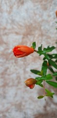 Teofrast Гранат комнатный мини punica granatum nana