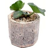 Umbilicus rupestris суккулент с округлыми листьями фото 2
