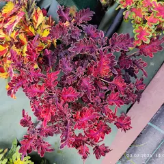 Purple Maria Тай колеус