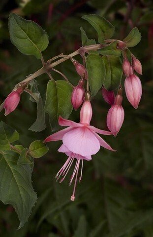 3595 Фуксия BEACON ROSE (ОСЕНЬ 2025)