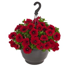 3256 Петуния SURPRISE RED (ОСЕНЬ 2025)