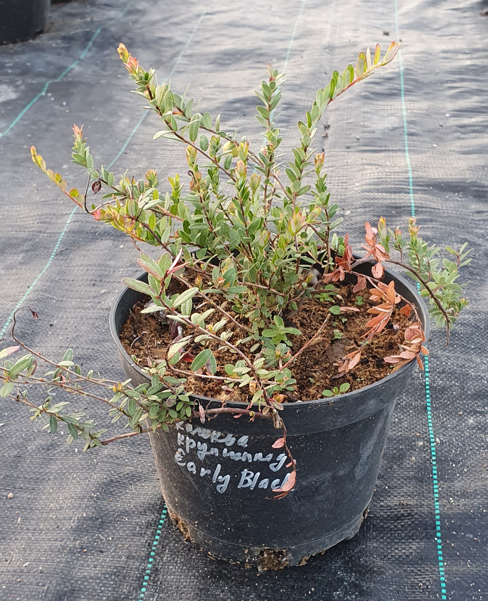 Клюква крупноплодная early black vaccinium macrocarpon