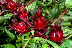 семена Каркадэ Гибискус сабдарифа Hibiscus sabdariffa