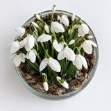 Подснежники из холодного фарфора ручной работы — фото 11