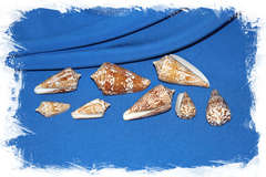 Ракушки Конус Амадис (Conus amadis), 3-7см, 100гр, 15шт