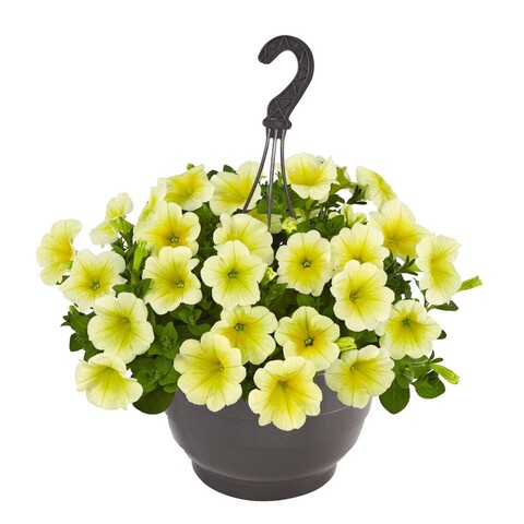 3257 Петуния SURPRISE YELLOW (ОСЕНЬ 2025)