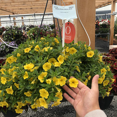 1907 Калибрахоа ALOHA KONA YELLOW (ОСЕНЬ 2025)