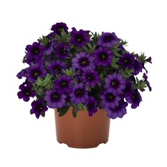 1956 Калибрахоа Bloomtastic Purple (Весна 2026)