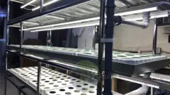Многоярусный гидропонный стеллаж 5 ярусов B2500хД2100хШ600мм до 500 растений