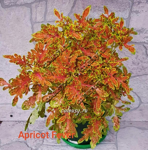 Apricot fever колеус