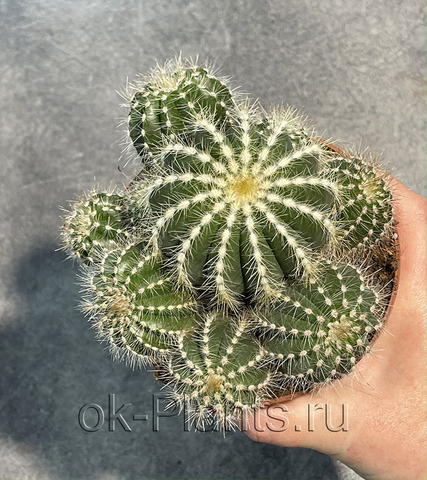 Нотокактус Магнификус