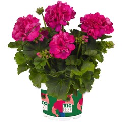 2828 Пеларгония зональная BIG EEZE FUCHSIA BLUE (ВЕСНА 2025)