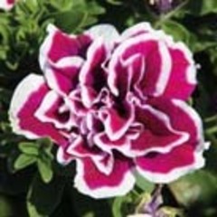 3258 Петуния SWEETSUNSHINE MAGENTA PICOTEE (ОСЕНЬ 2025)