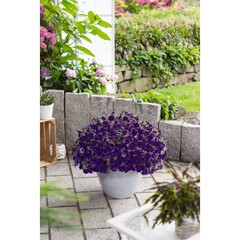 1956 Калибрахоа Bloomtastic Purple (Весна 2026)