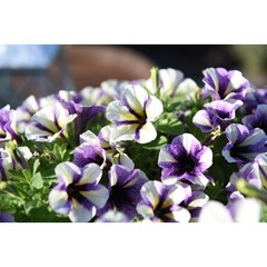 3234 Петуния PEPPY BLUEBERRY MUFFIN (ОСЕНЬ 2025)