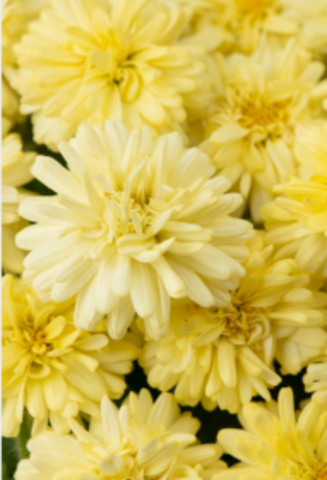 3633 Агрирантемум BOOST YELLOW (ОСЕНЬ 2025)