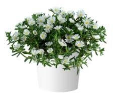 3787 Делосперма SANDGEM WHITE (ОСЕНЬ 2025)
