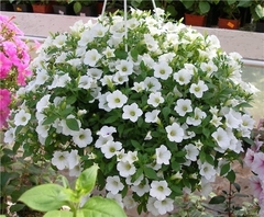3285 Петуния BLANKET WHITE (ОСЕНЬ 2025)